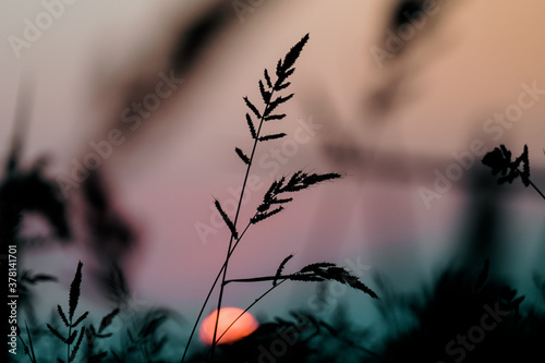 Grass and sunset sky