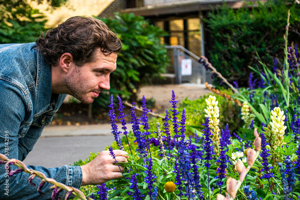 Photo of a young and attractive man with beard wearing a jean jacket and smelling some lavender flowers during spring time.