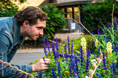 Obraz na płótnie Photo of a young and attractive man with beard wearing a jean jacket and smelling some lavender flowers during spring time. w salonie