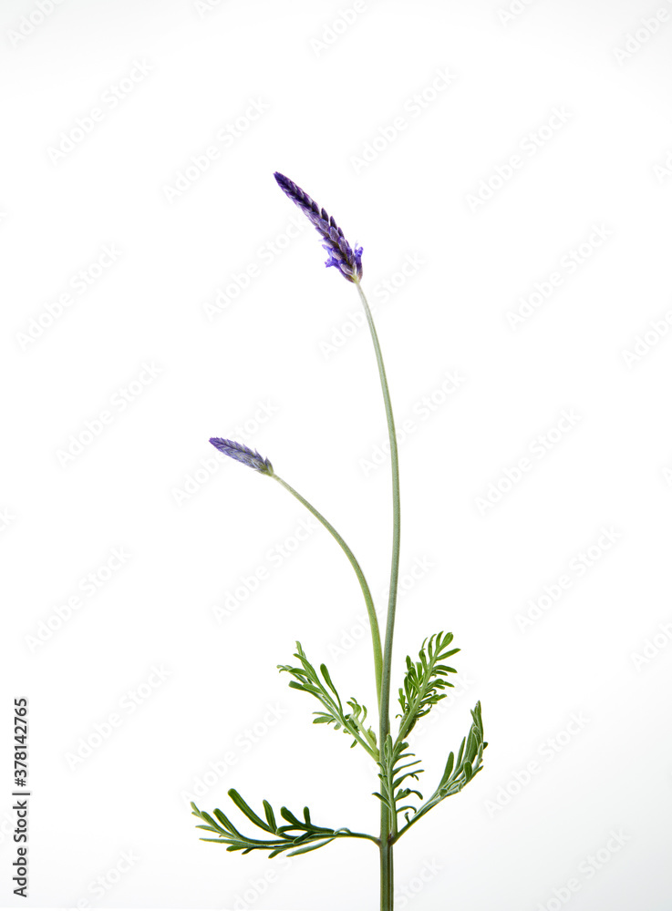Naklejka premium lavender, studio, fresh flowers, herb, herbal, lavender flower