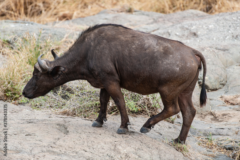 Buffle d'Afrique, Syncerus caffer, Parc national Kruger, Afrique du Sud Buffle d'Afrique, Syncerus caffer, Parc national Kruger, Afrique du Sud
