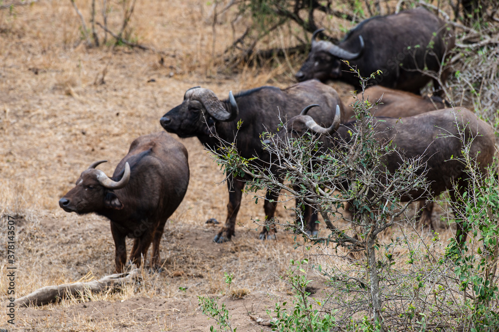 Obraz premium Buffle d'Afrique, Syncerus caffer, Parc national Kruger, Afrique du Sud