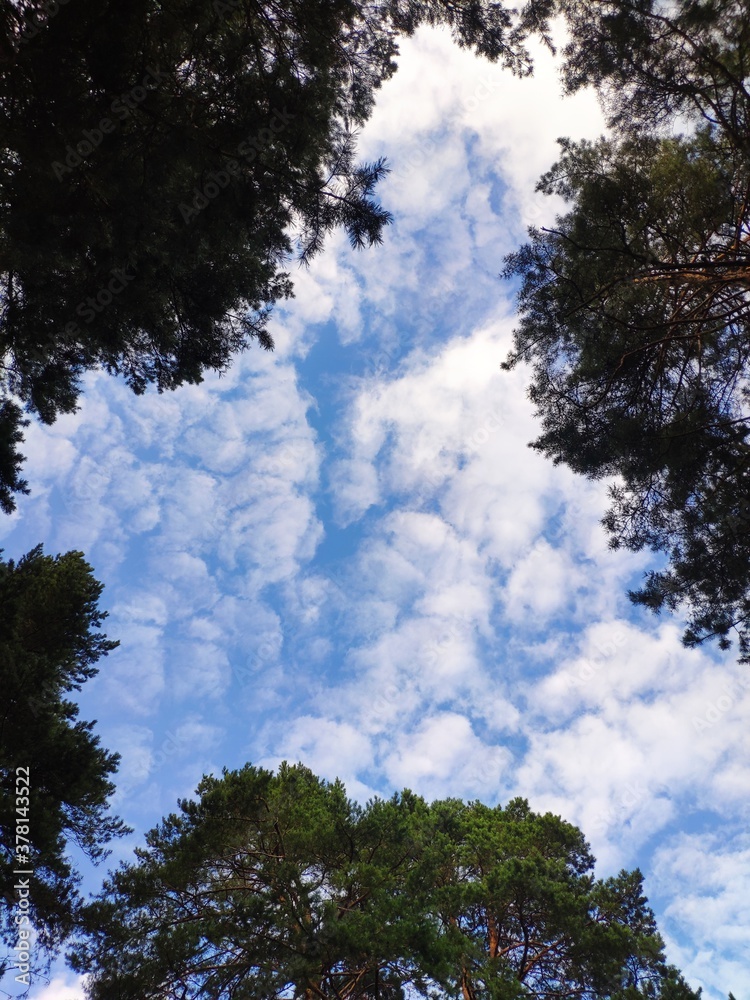 Framed sky with clouds surrounded by pine tops. Copy space. sky framed by trees. Summer wood framed sky Framed sky with clouds surrounded by pine tops. Copy space. sky framed by trees. Summer wood framed sky