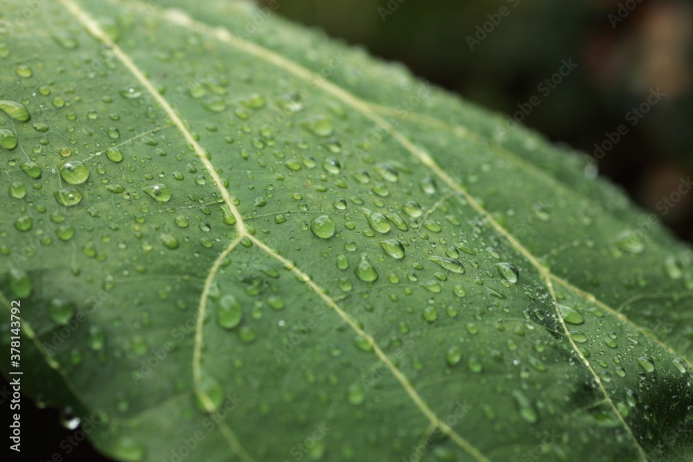 leaf and water drops on it background leaf and water drops on it background