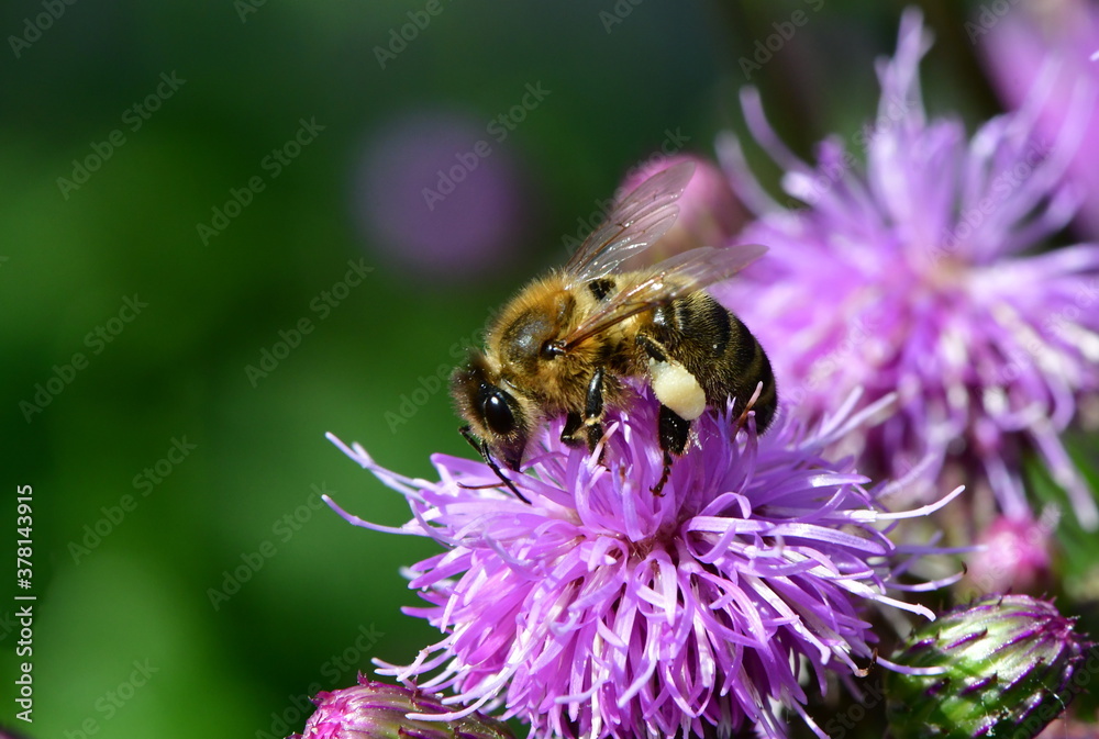 Biene Biene