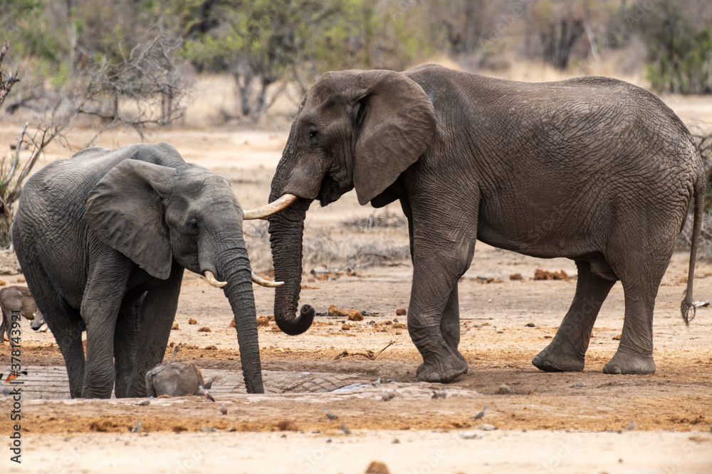 Fototapeta premium Éléphant d'Afrique, Loxodonta africana, Lion, Parc national Kruger, Afrique du Sud