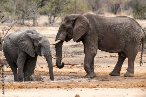 Éléphant d'Afrique, Loxodonta africana, Lion, Parc national Kruger, Afrique du Sud