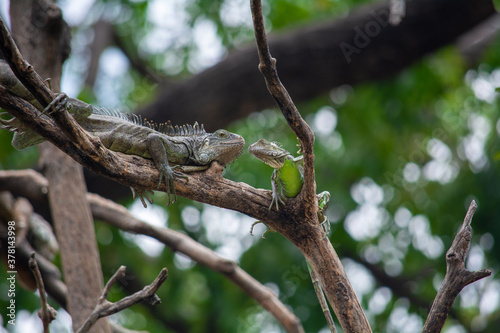 green iguana on tree