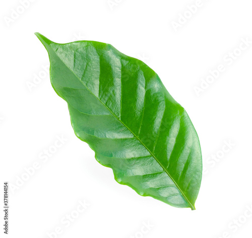 fresh green coffee leaves isolated on white.