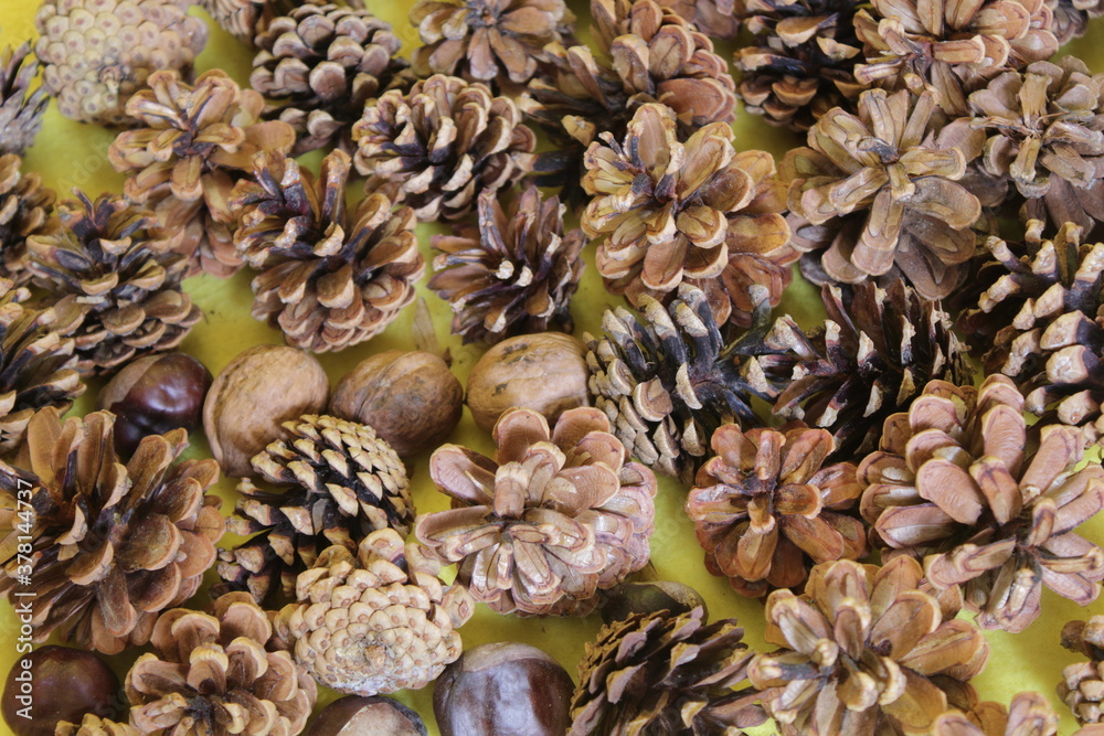 Obraz premium Dry pine cones walnuts chestnut on a yellow background