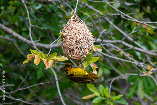 Tisserin intermédiaire,
Ploceus intermedius, Lesser Masked Weaver
