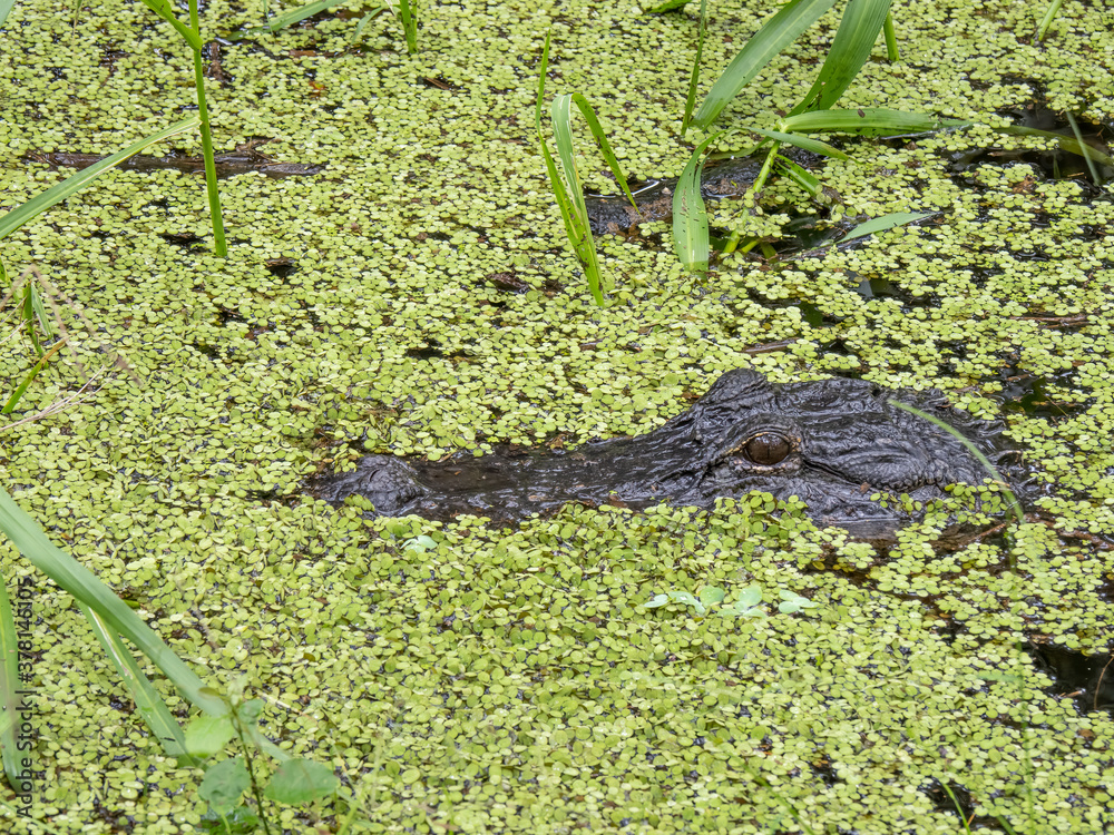 Obraz premium American Alligator (Alligator mississippiensis) In duckweed in Myakka River State Park in Sarasota Florida USA