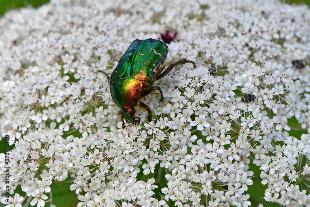 Käfer Käfer