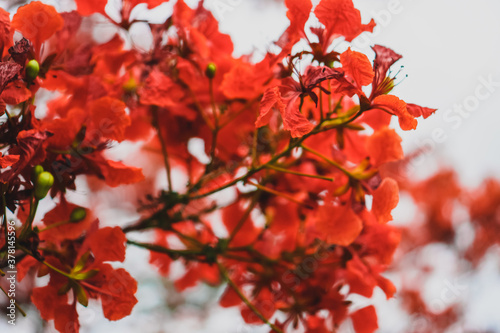 The tree full of orange flower and orange leaves 