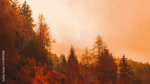 Red Sunset Through The Burnt old Trees Of A Forest After A Fire. copy space
