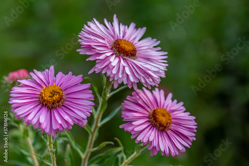 three violet daisies