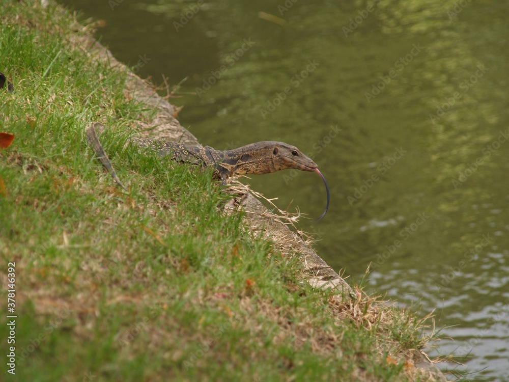 Water monitor lizard Water monitor lizard