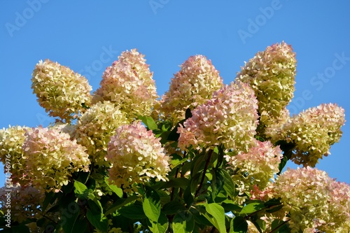 Luxurious pink hydrangea paniculata variety Lime Light on the background of the blue sky close-up. photo