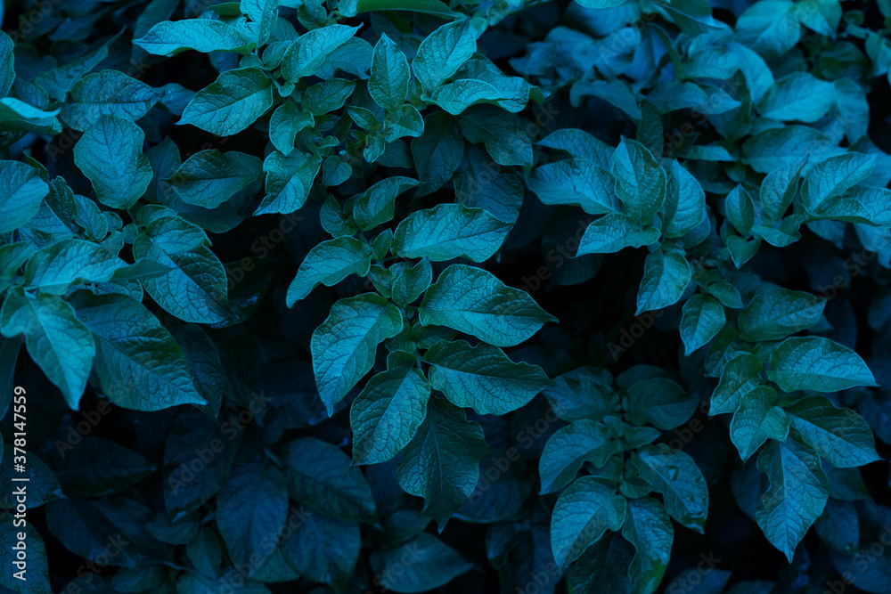 Abstract turquoise leaves background. Dark green plant leaves. Natural juicy wallpaper. Potato plant close-up