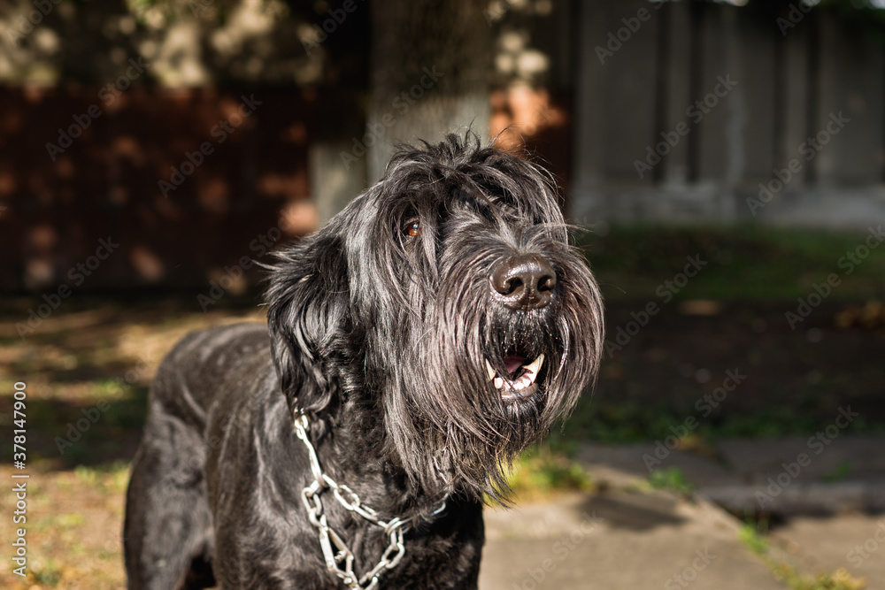A large black dog with long hair barks at passers-by
