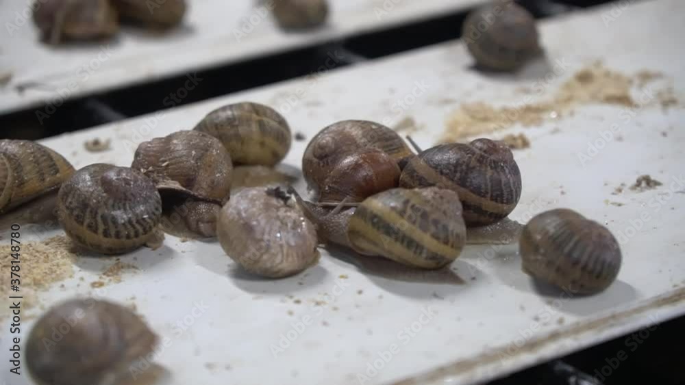 Snail farm, growing snails, snails close-up. Snail climbs on another snail shell slow motion. Organic molluscs growth for french cuisine gastronomy delicacies Snail farm, growing snails, snails close-up. Snail climbs on another snail shell slow motion. Organic molluscs growth for french cuisine gastronomy delicacies