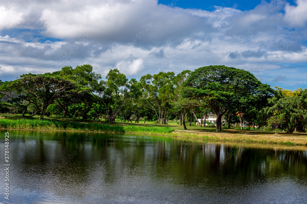 Wide angle nature background Of many species of trees growing by a large reservoir, with cool breezes throughout the trip Wide angle nature background Of many species of trees growing by a large reservoir, with cool breezes throughout the trip