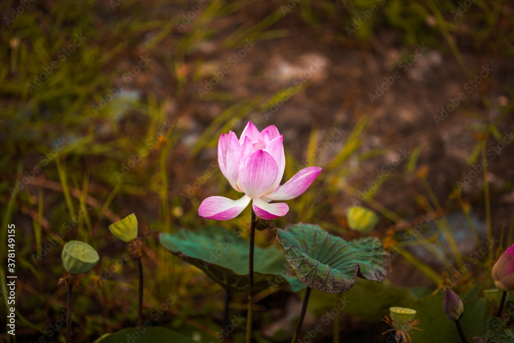 Close-up natural background view of colorful flowers (lotus) in sunlight and naturally wilted leaves.