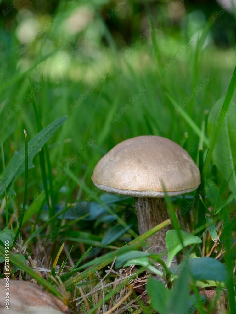 Edible mushrooms grow in the grass in the forest Edible mushrooms grow in the grass in the forest