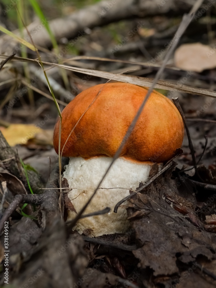 An edible mushroom with a red cap grows in the forest in the grass An edible mushroom with a red cap grows in the forest in the grass