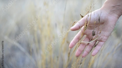 POV Scene woman's hand touching and passing through grassy plains and plants moved by the wind. Wheat fieldn point of view moving through it.  photo