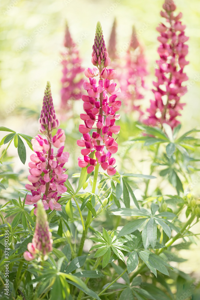 Φωτογραφία Original botanical photograph of tall pink Lupine flowers in the garden with sun