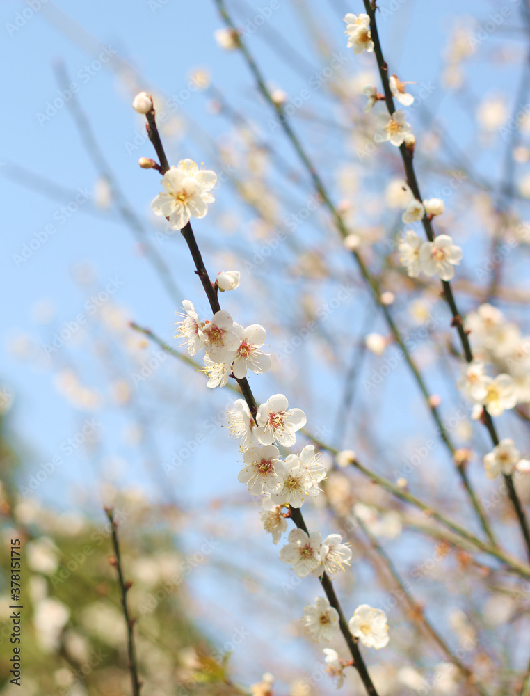 Beautiful and cute white plum blossom flowers against blue sky, wallpaper background, soft focus Beautiful and cute white plum blossom flowers against blue sky, wallpaper background, soft focus