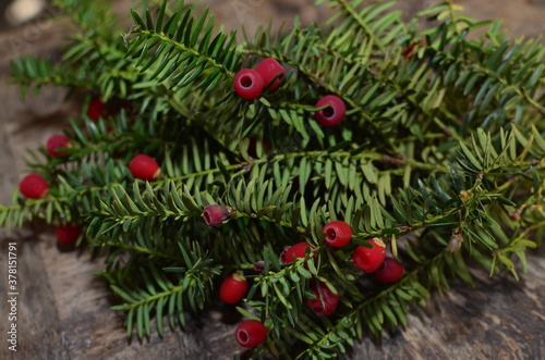 Taxus baccata (yew tree)/Yew tree with red fruits. Taxus baccata photo