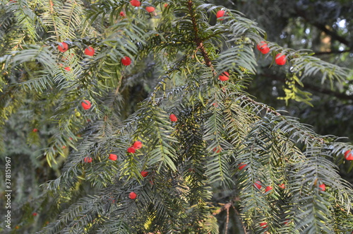 Taxus baccata (yew tree)/Yew tree with red fruits. Taxus baccata photo