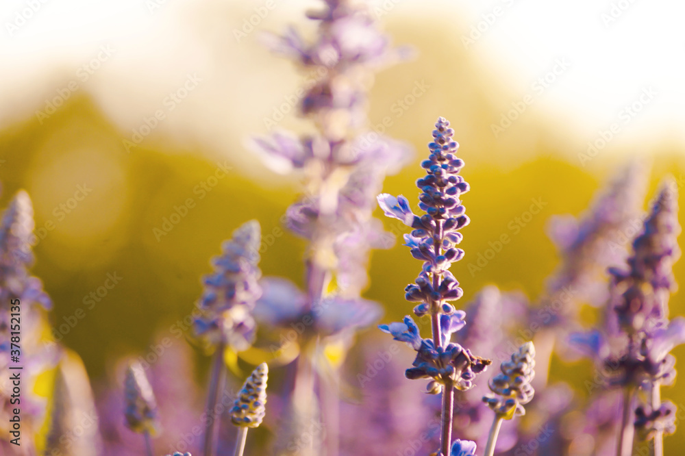 Beautiful of nature flower in garden Beautiful of nature flower in garden