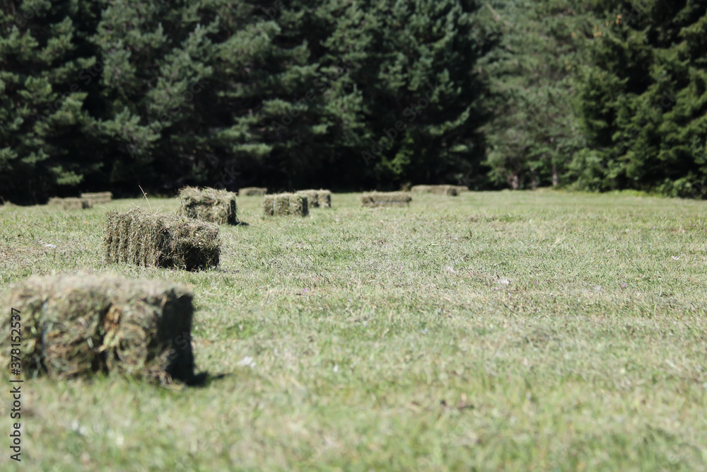agricultural field with hay for baling agricultural field with hay for baling