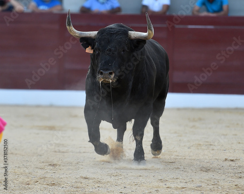 toro bravo español en una plaza de toros durante un espectaculo taurino