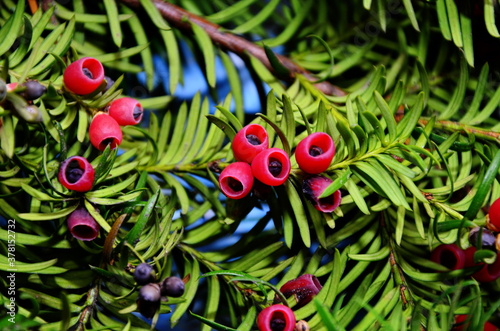 Taxus baccata (yew tree)/Yew tree with red fruits. Taxus baccata photo