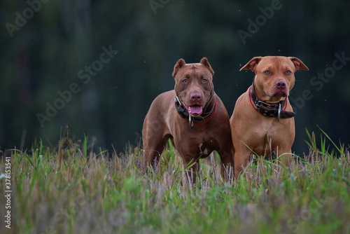 Two angry pit bull terriers in leather collars stand on the grass against the background of the forest.