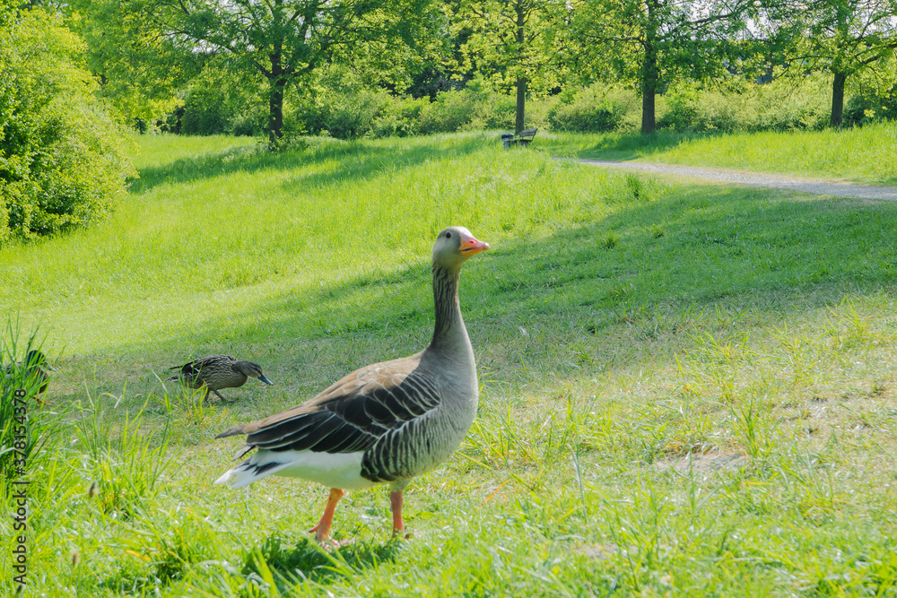 Graugans und Stockente Graugans und Stockente