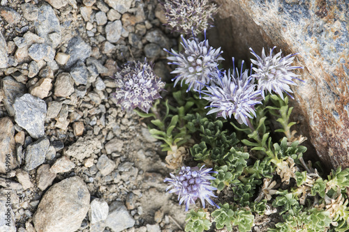 Jasione crispa subsp amethystina sheep's bit creeping plant with light purple blue flowers forming bouquets on stony ground photo