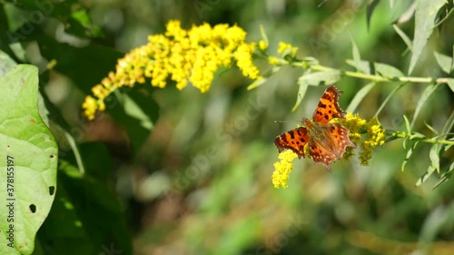 Polygonia butterfly eats nectar on a yellow flower. photo