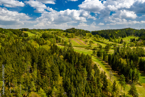 Wald im Frühling