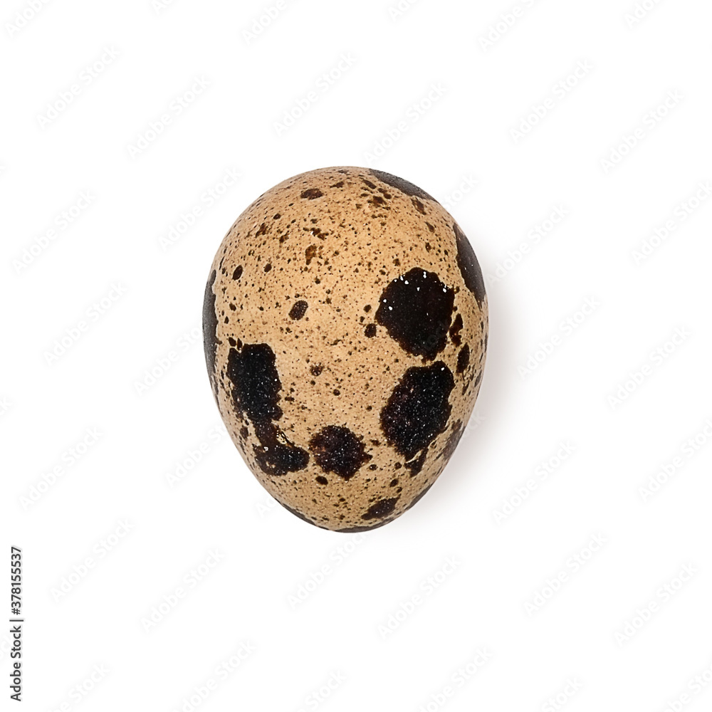 Variegated quail egg isolated on white background
