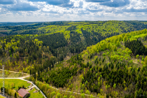 Wald im Frühling