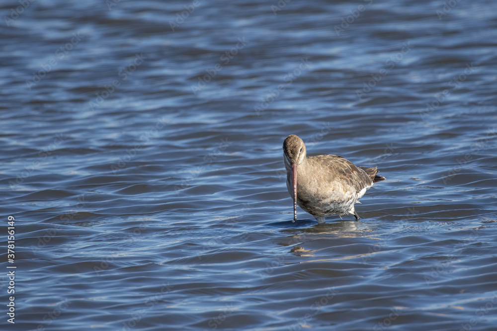 Black Tailed Godwit (Limosa limosa) in Danube Delta Black Tailed Godwit (Limosa limosa) in Danube Delta