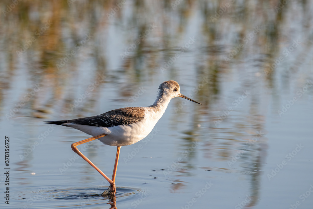 Fototapeta premium The black-winged stilt (Himantopus himantopus) bird on salt lake