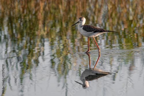 The black-winged stilt (Himantopus himantopus) bird on salt lake