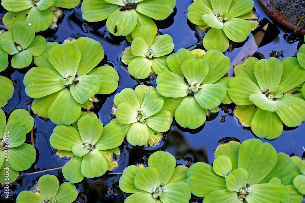 Water Cabbage or Water Lettuce (Pistia stratiotes)