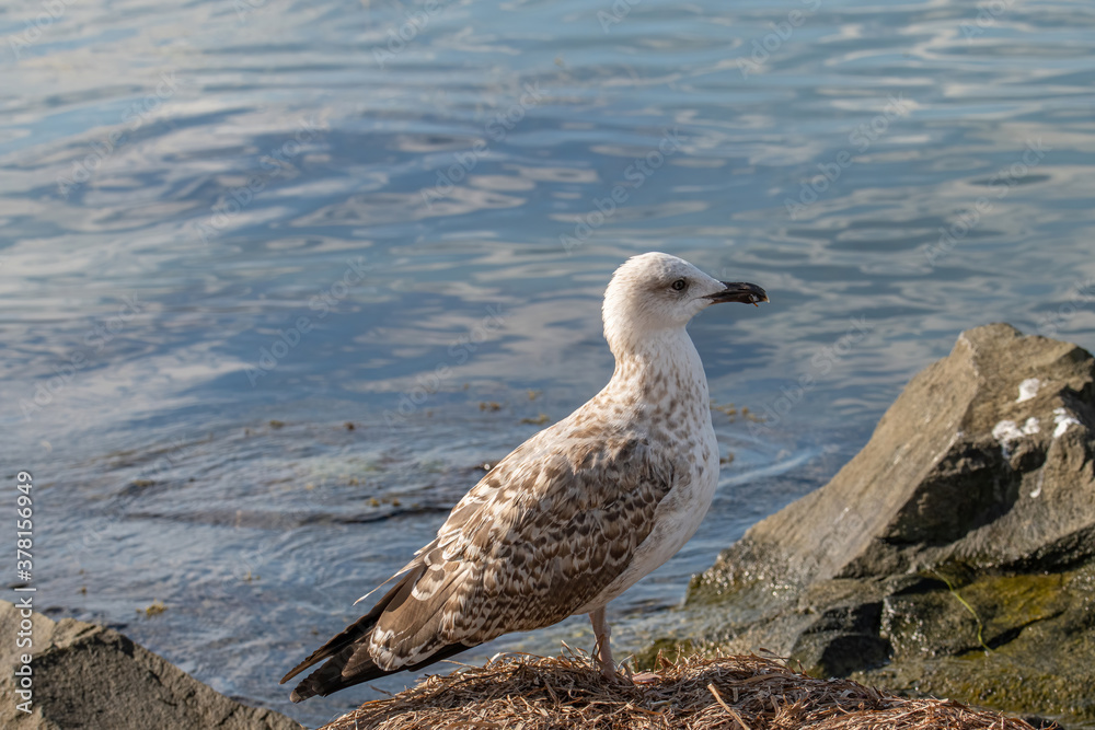 Detailed portrait of Juvenile Yellow-legged gull (larus michahellis) Detailed portrait of Juvenile Yellow-legged gull (larus michahellis)